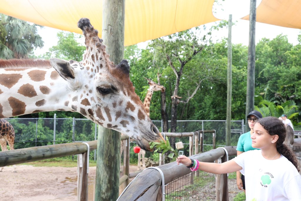 girl scout feeding a giraffe some leaves