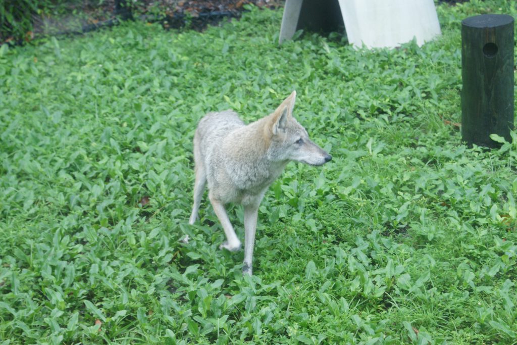 A coyote standing in some greenery in front of a small 'dog house'