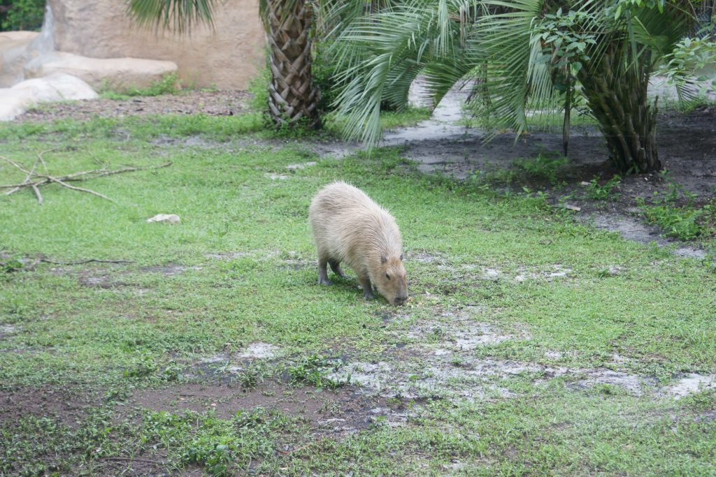 a capybara standing in in some grass