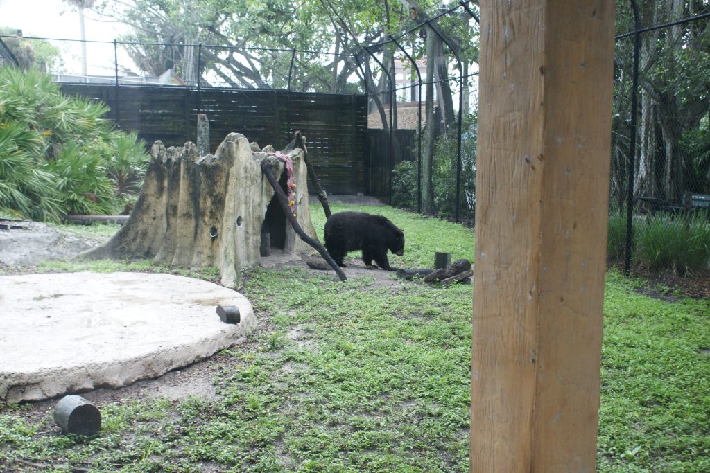 a black bear walking around in its enclosure